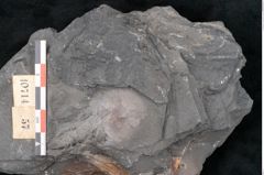 Foto (Detailansicht) von Odontopteris minor Brongniart (NHMW-GEO-2024-0188-10714)